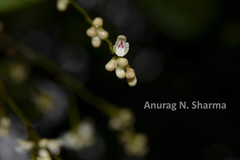 Sirhookera lanceolata